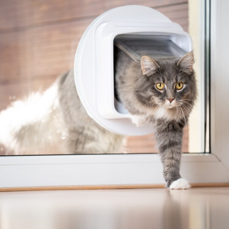 Bespoke glass partitions & cat flap installation, Surrey